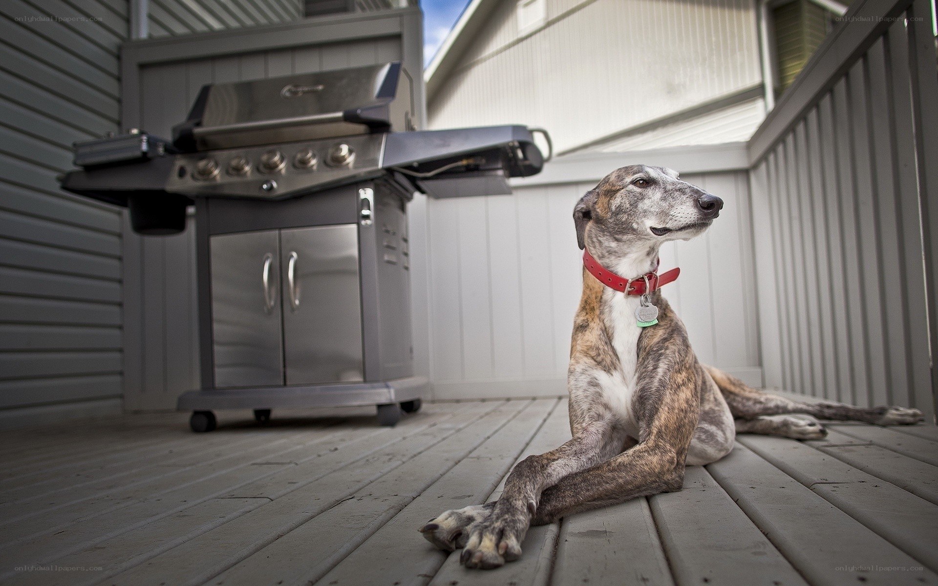 dog on deck near grill