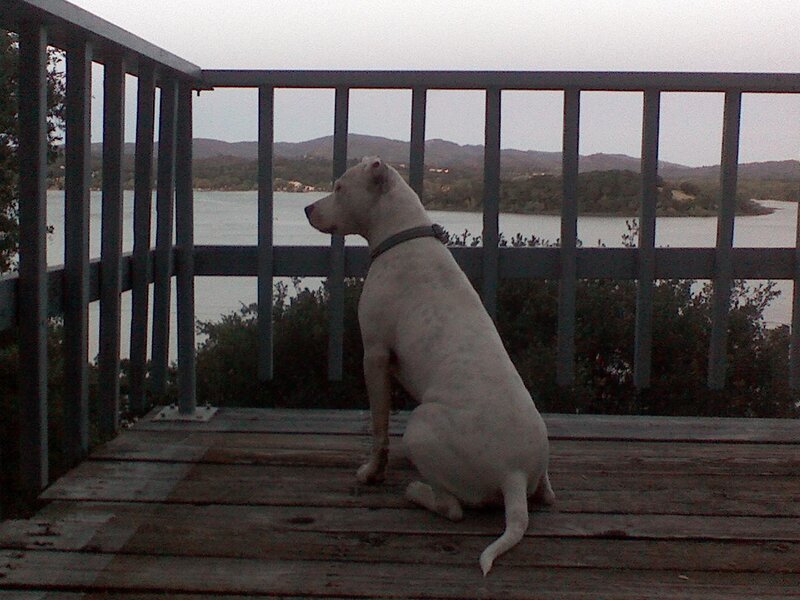 Dog on deck overlooking water
