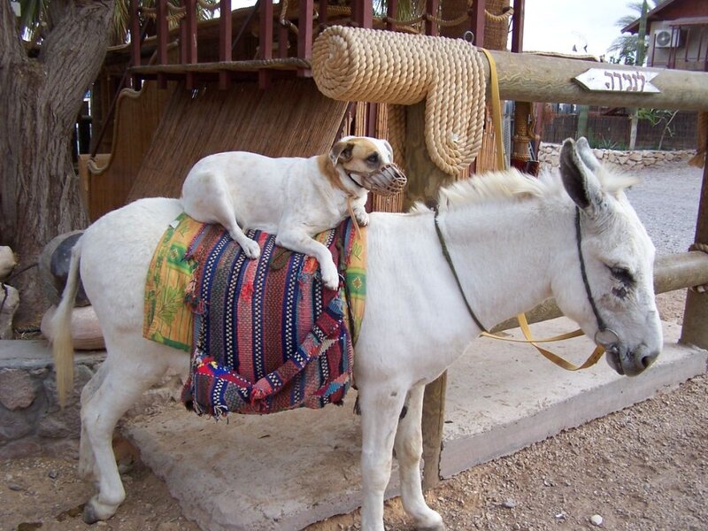 Dog on Donkey