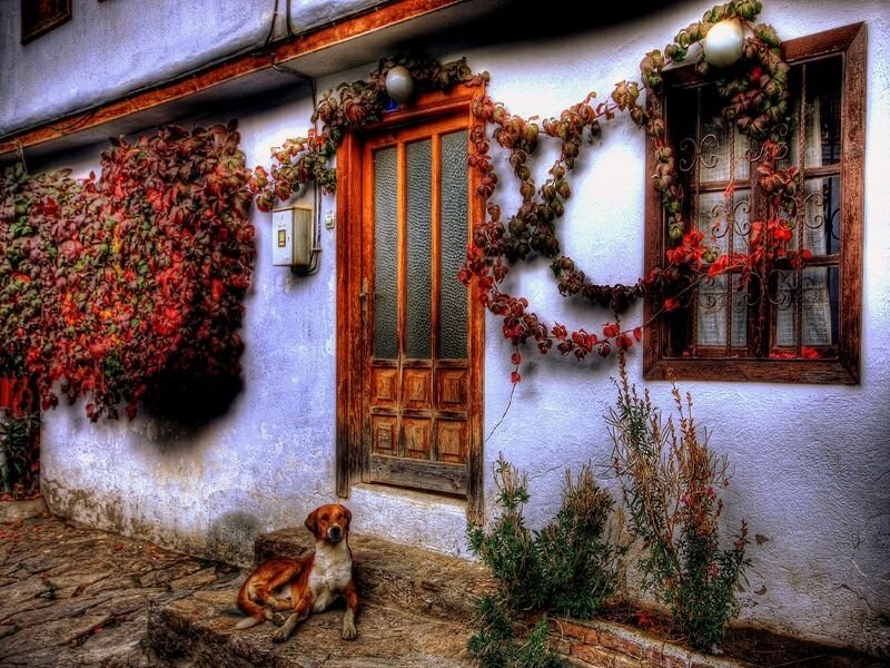 Dog on Doorstep