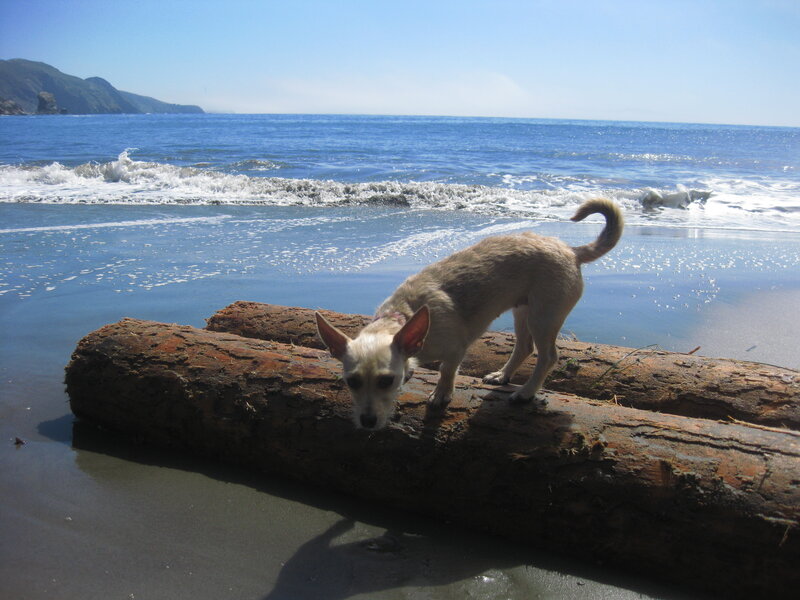 Dog on driftwood at the beach