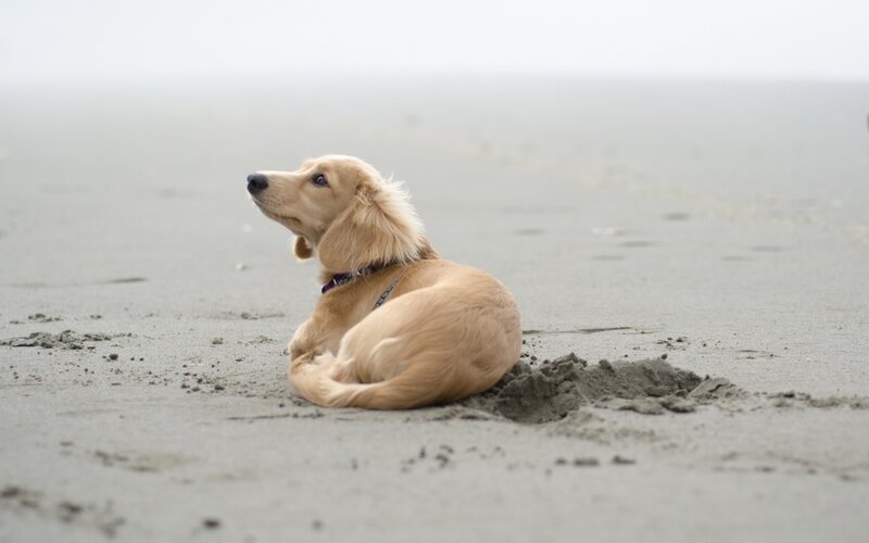 dog on foggy beach