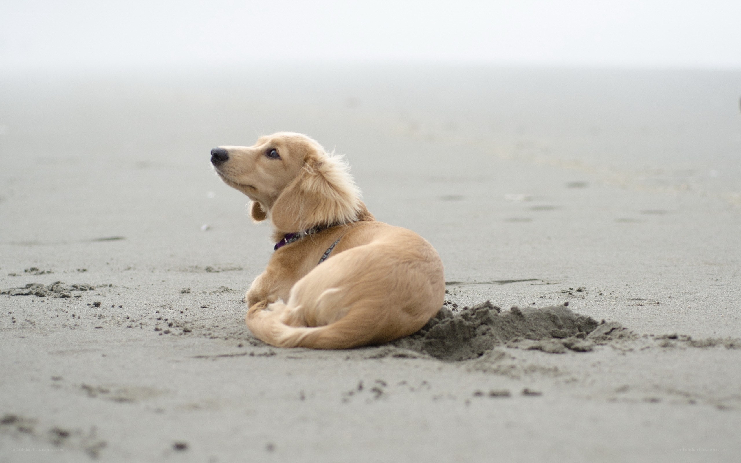 dog on foggy beach