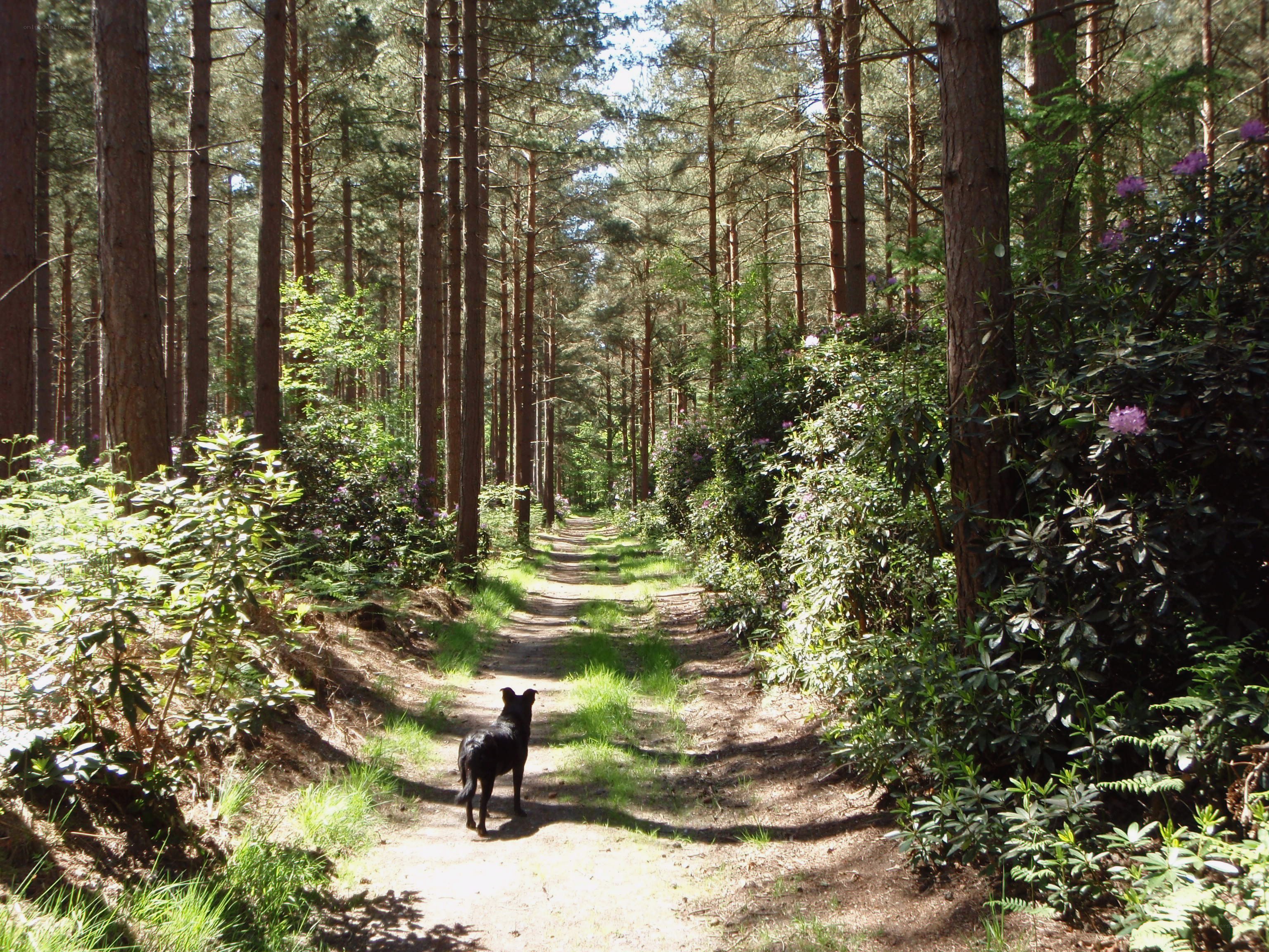 Dog on forest path