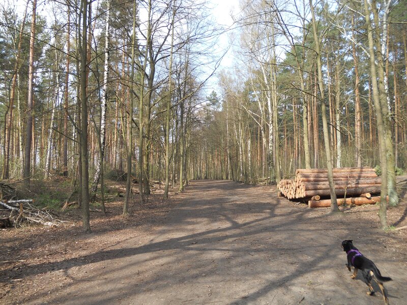 Dog on Forest Path — Brown