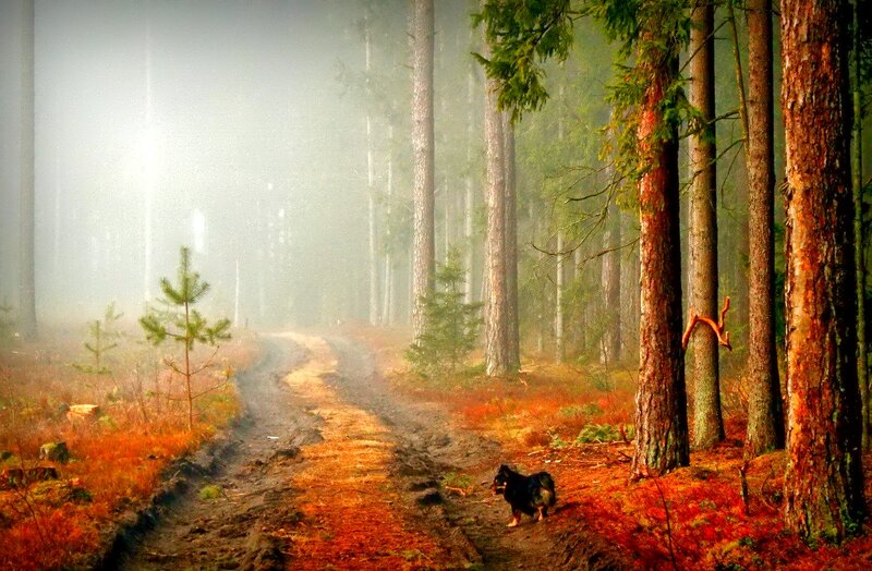 Dog on Forest Path — Green, Misty