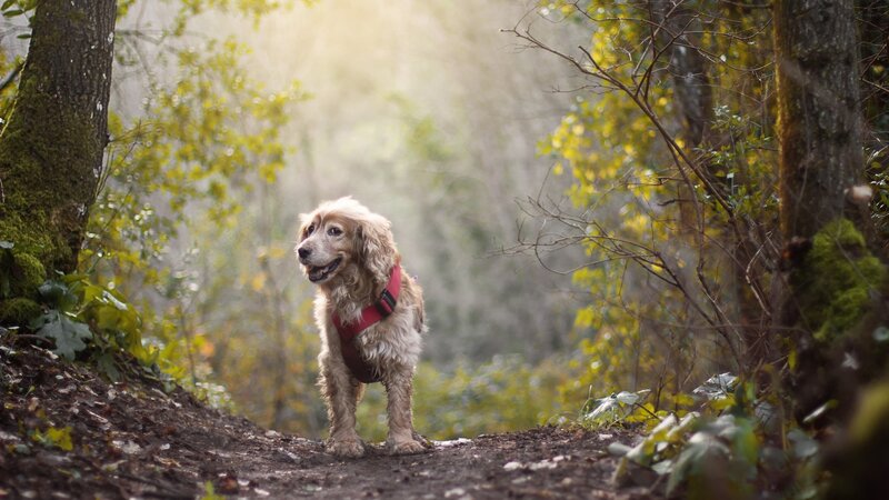 Dog on Forest Path — Green, Serene, Morning