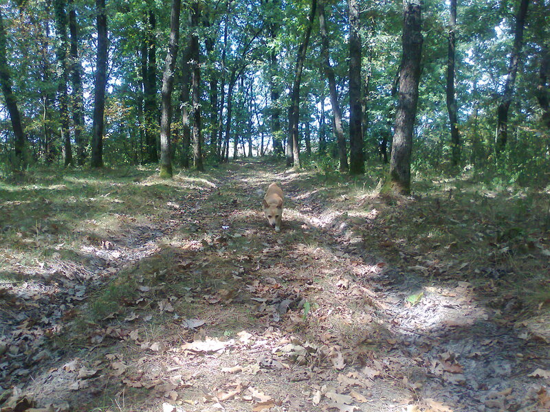 Dog on Forest Path — Green, Serene
