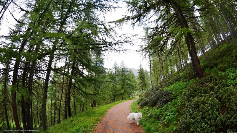 Dog on forest path