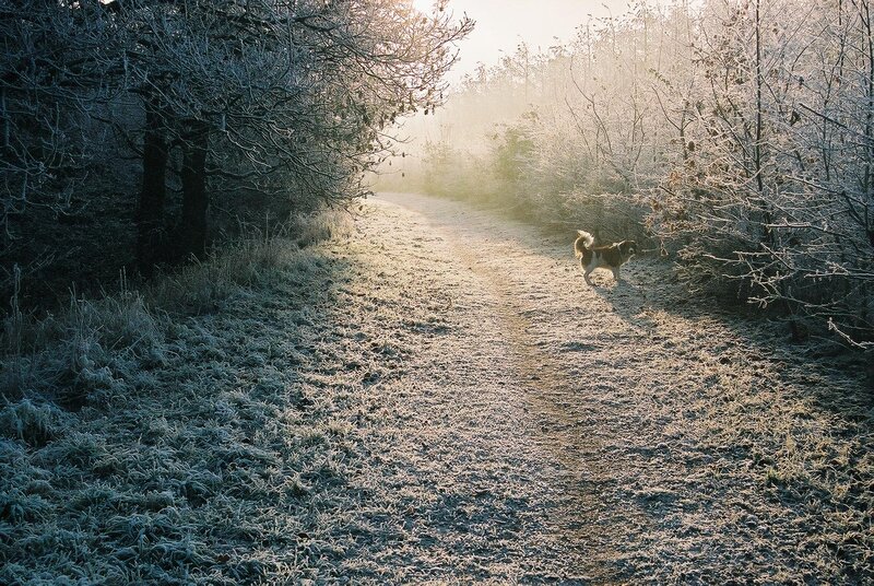 Dog on Frosty Path