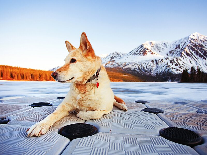 Dog on Frozen Lake