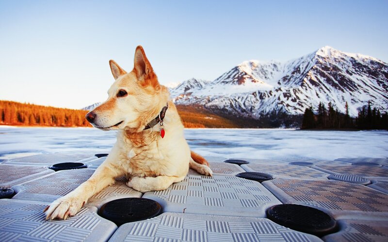 Dog on Frozen Lake — White