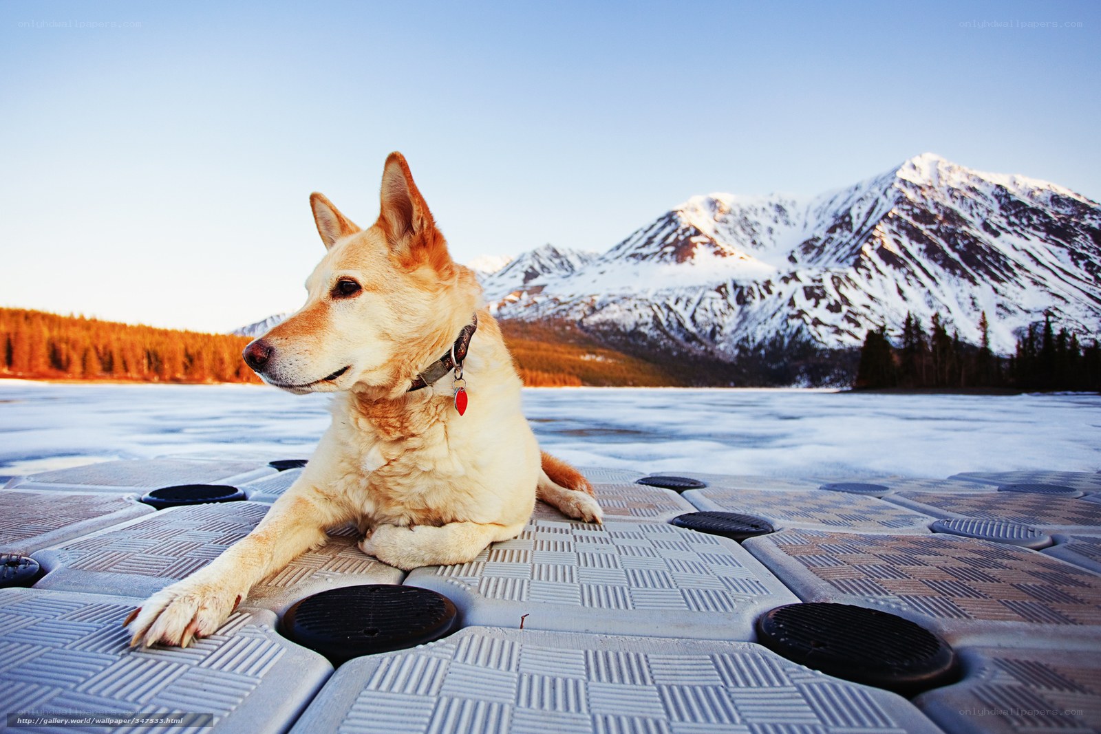 Dog on frozen lake with mountains