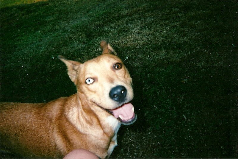 dog on grass at night