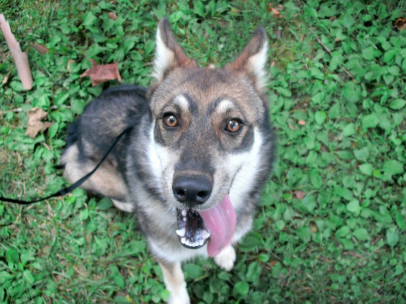 Dog on Grass — Green