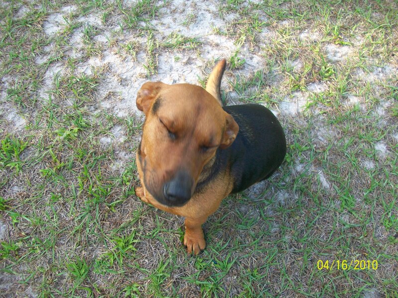 dog on grass looking up