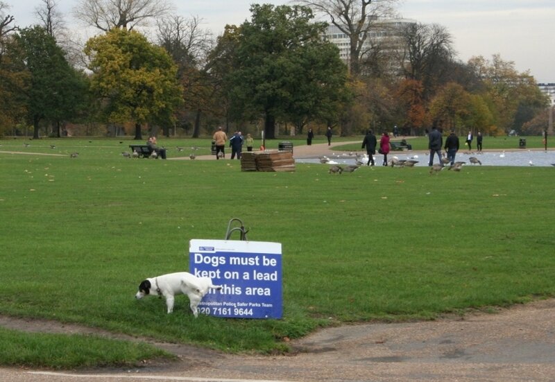 Dog on grass near sign
