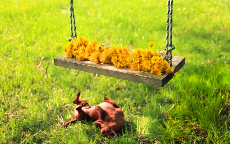Dog on Grass