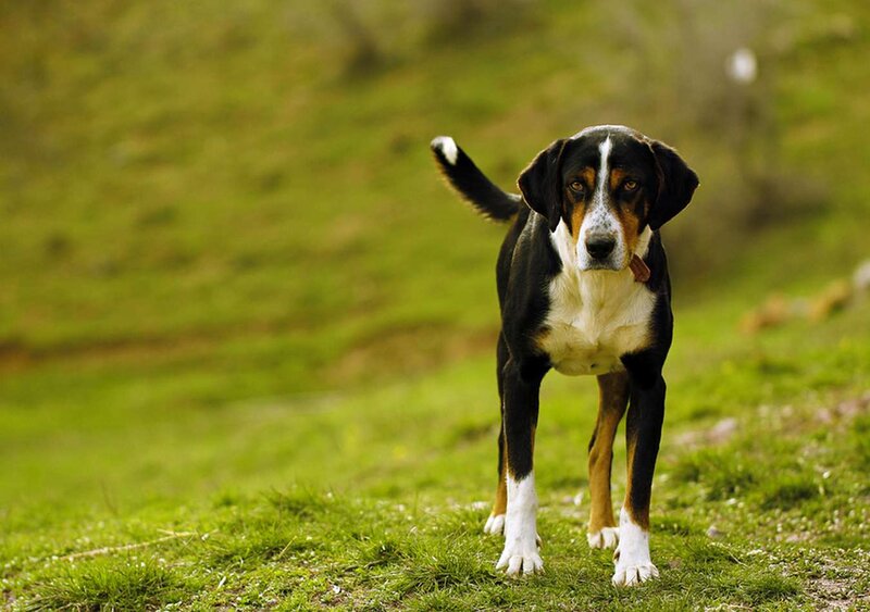 Dog on Grassy Hill — Green
