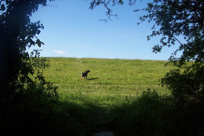 Dog on Grassy Hill