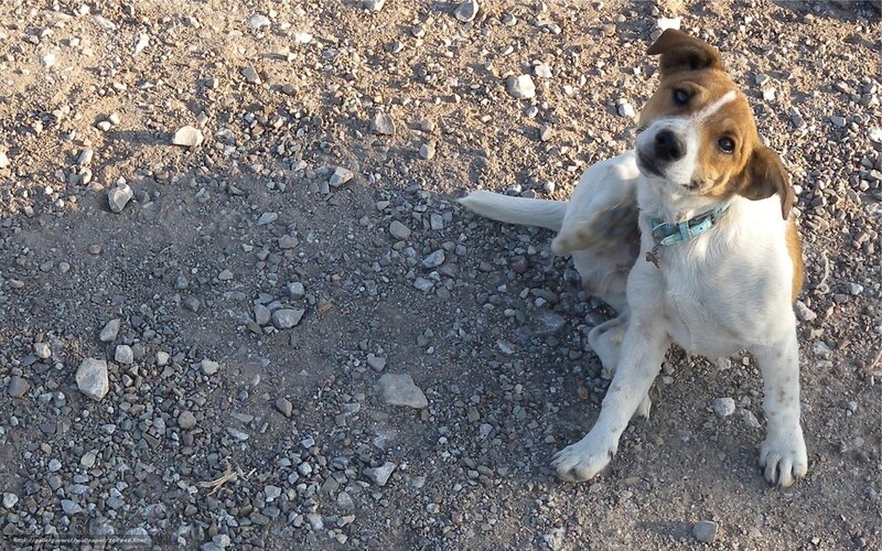 dog on gravel ground