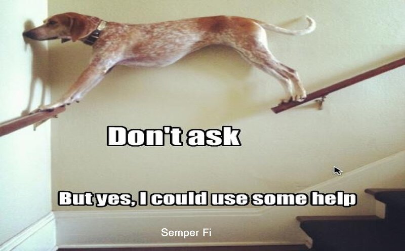 Dog on Handrail
