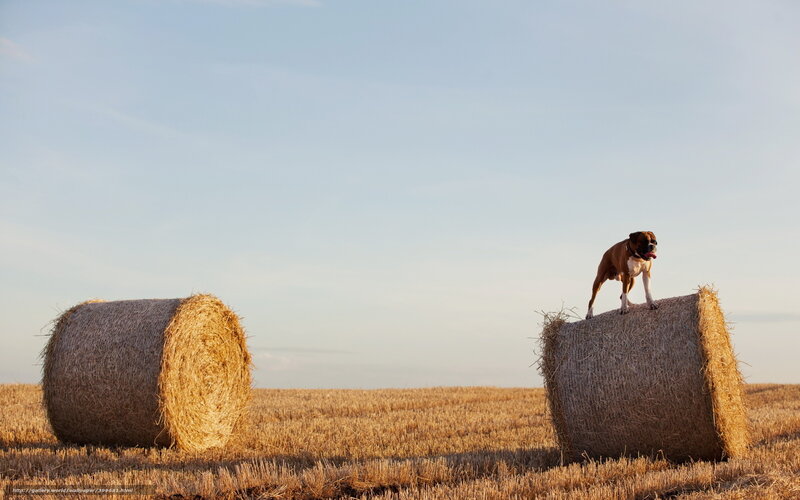 Dog on hay bale in field