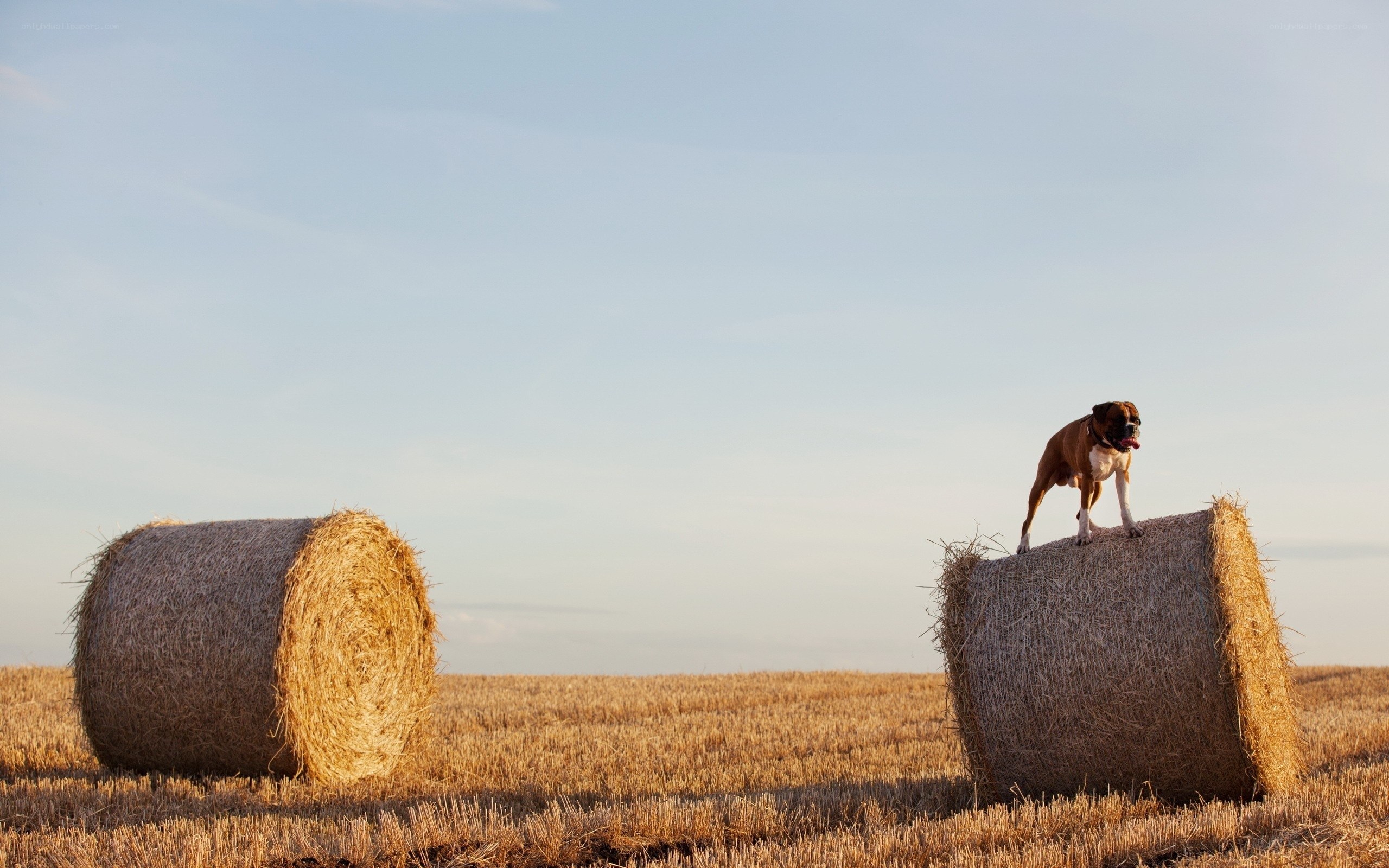 Dog on hay bale in field