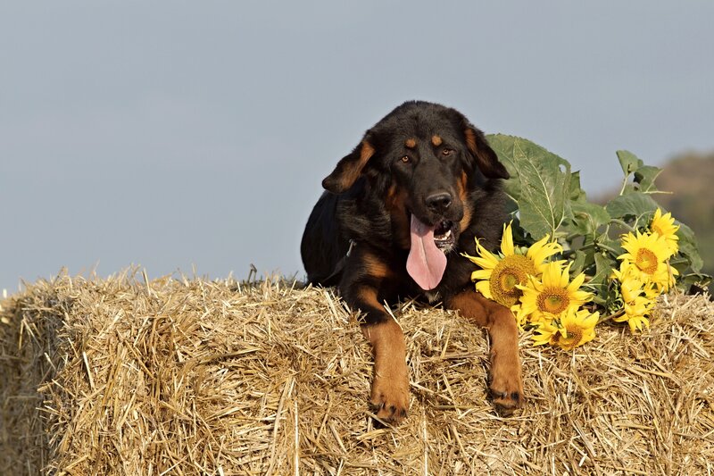 Dog on hay bale with sunflowers