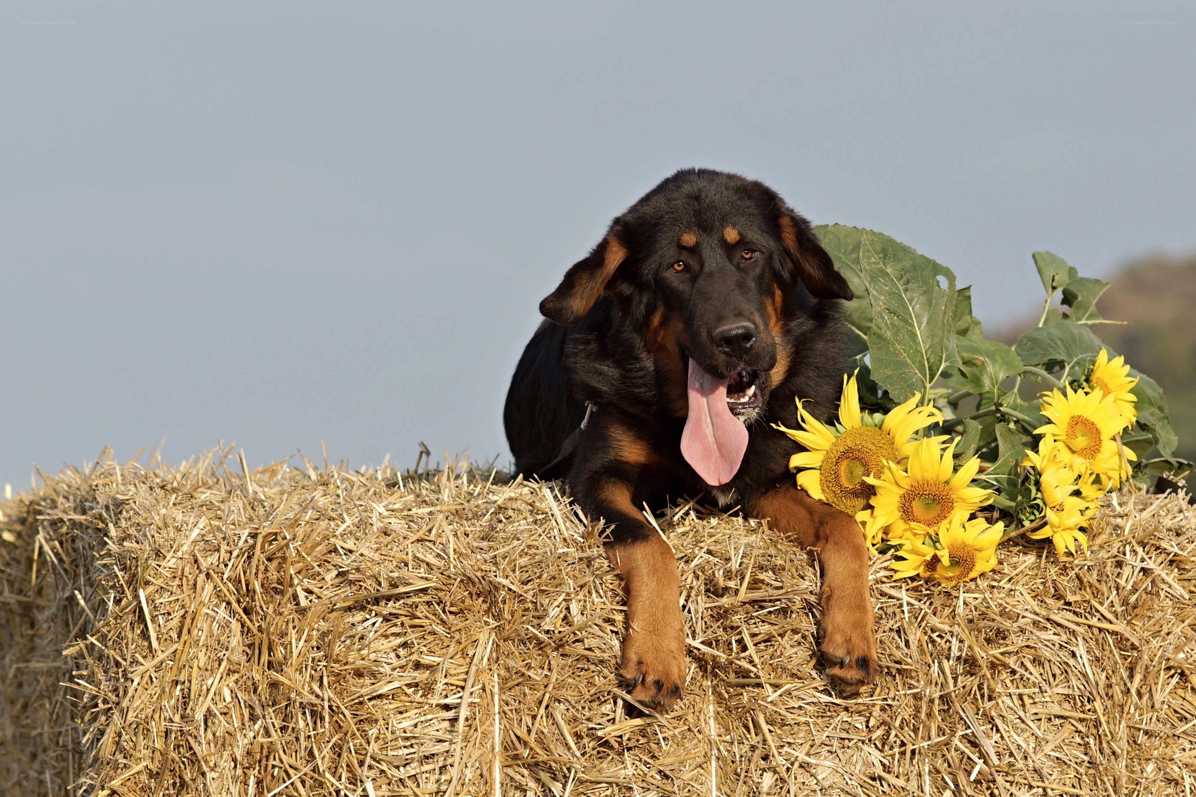 Dog on hay bale with sunflowers