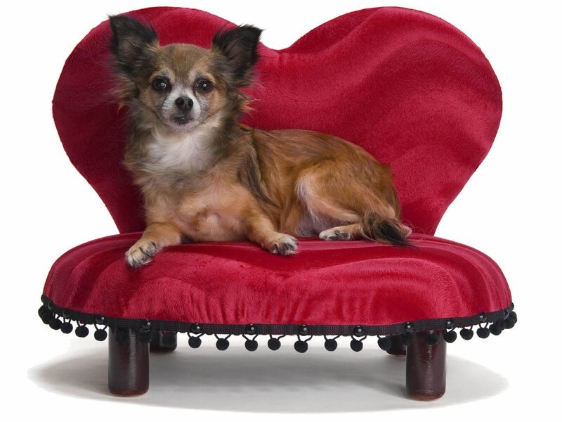 Dog on heart-shaped chair