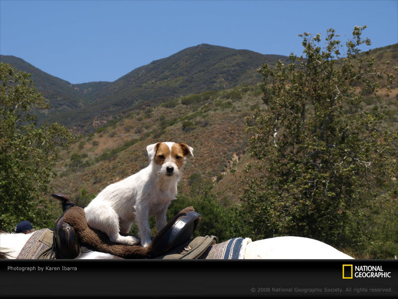 Dog on horse saddle in mountains