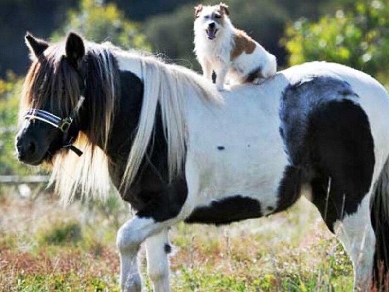 Dog on Horseback
