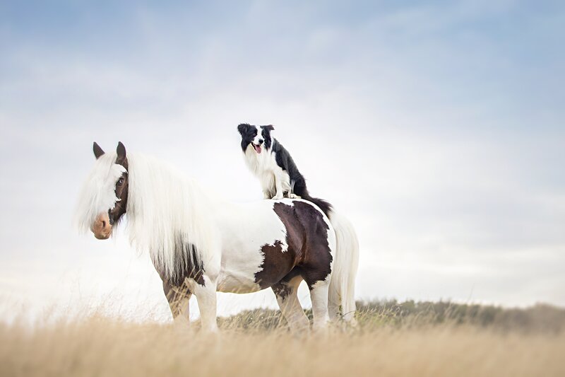 Dog on Horseback — White, Serene, Afternoon