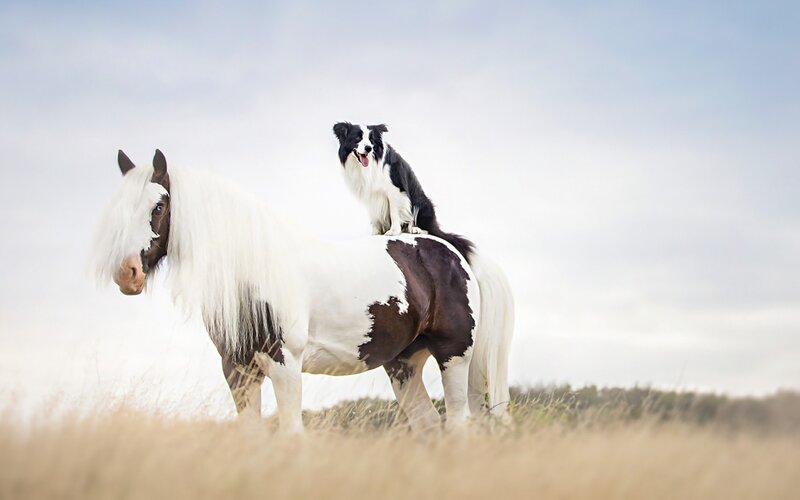 Dog on Horseback — White, Serene
