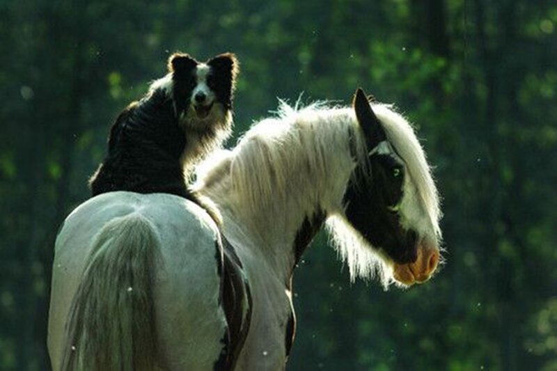 Dog on Horseback — White