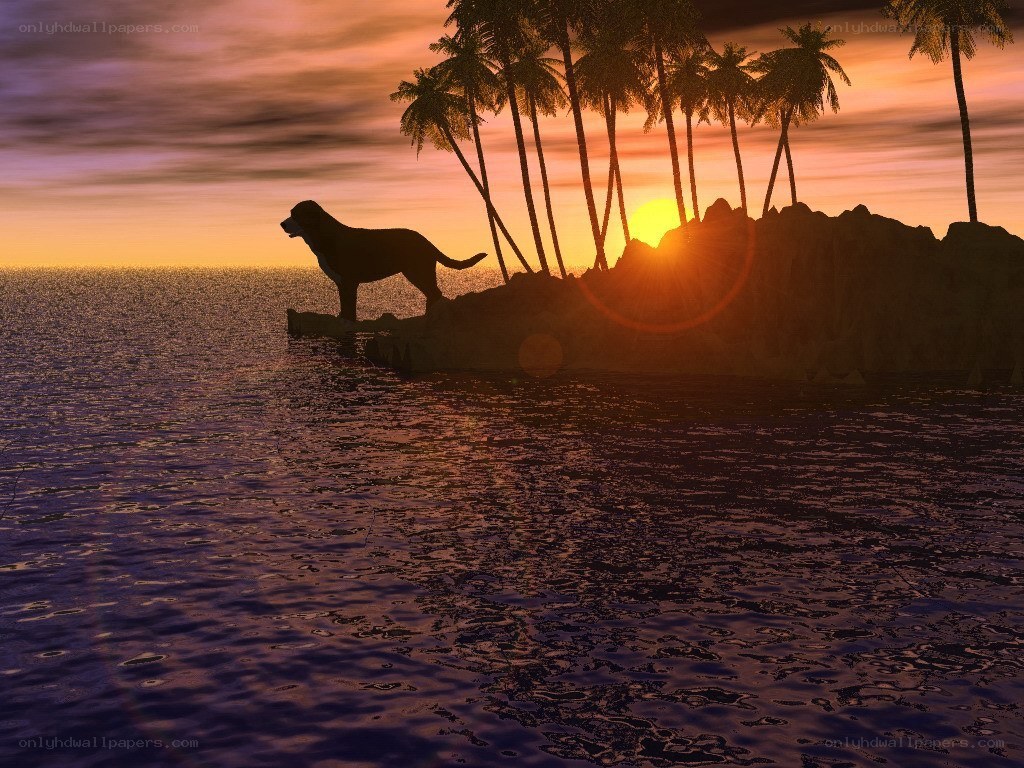 dog on island at sunset