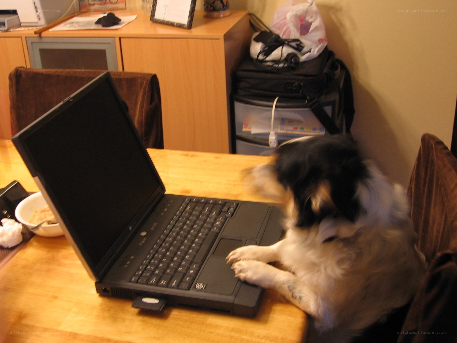 dog on laptop at table