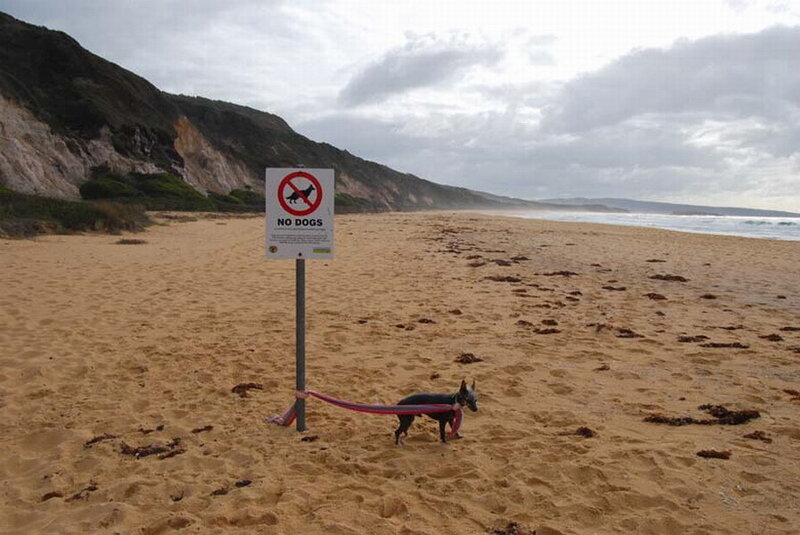 Dog on Leash at Beach