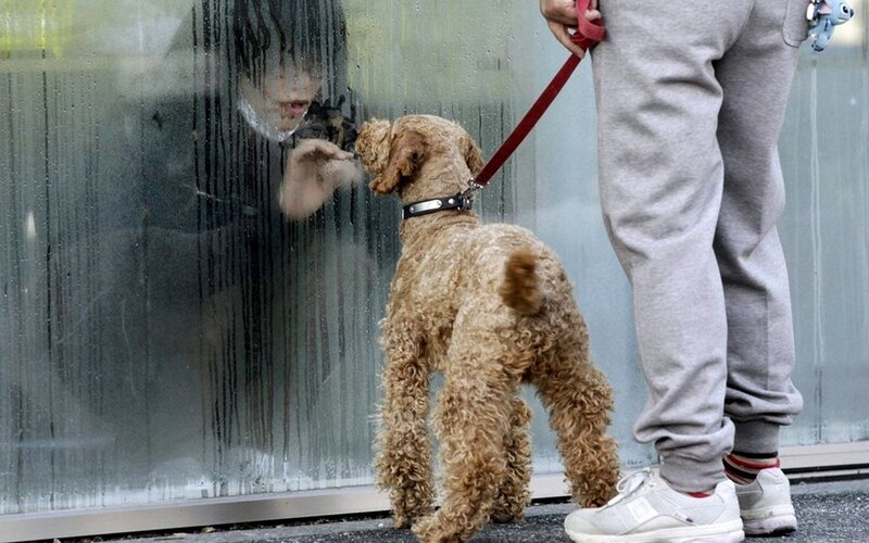 Dog on leash at glass door
