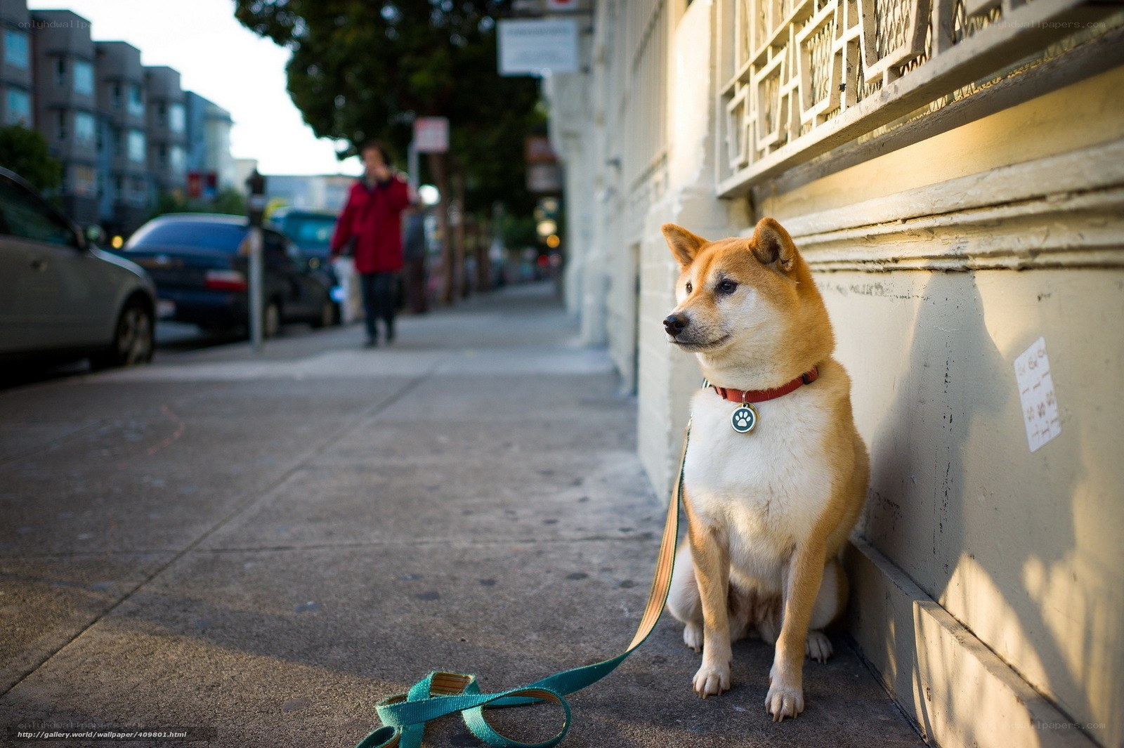 dog on leash on sidewalk