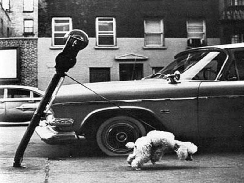 Dog on leash tied to parking meter