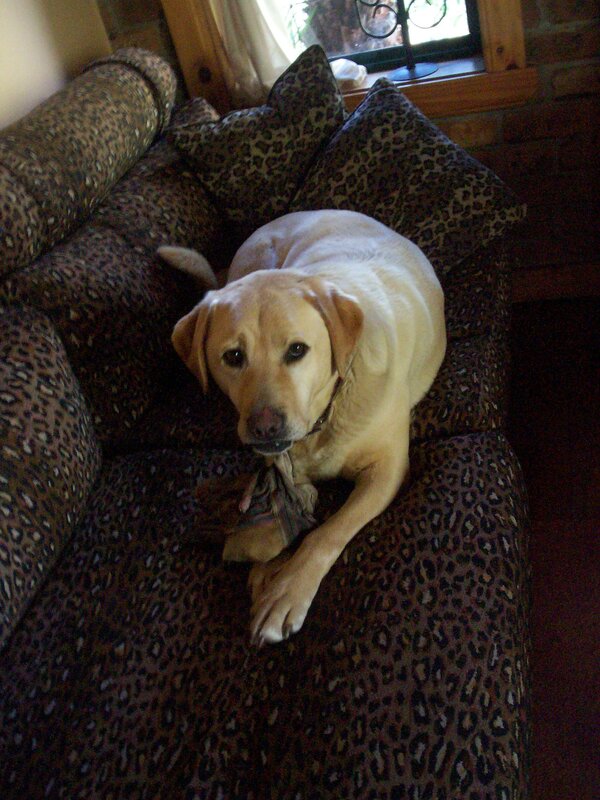 dog on leopard couch