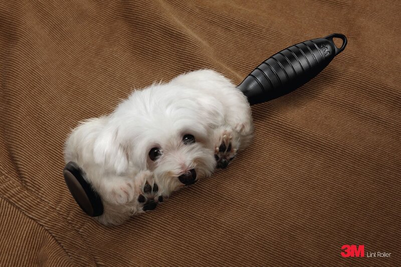 dog on lint roller