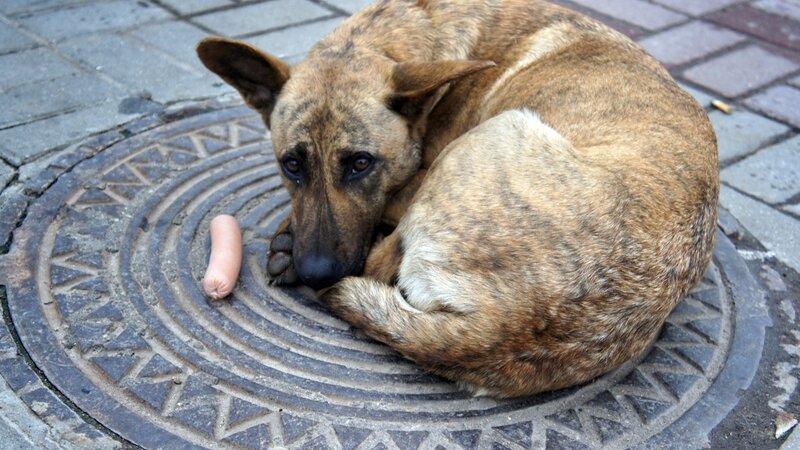 dog on manhole cover