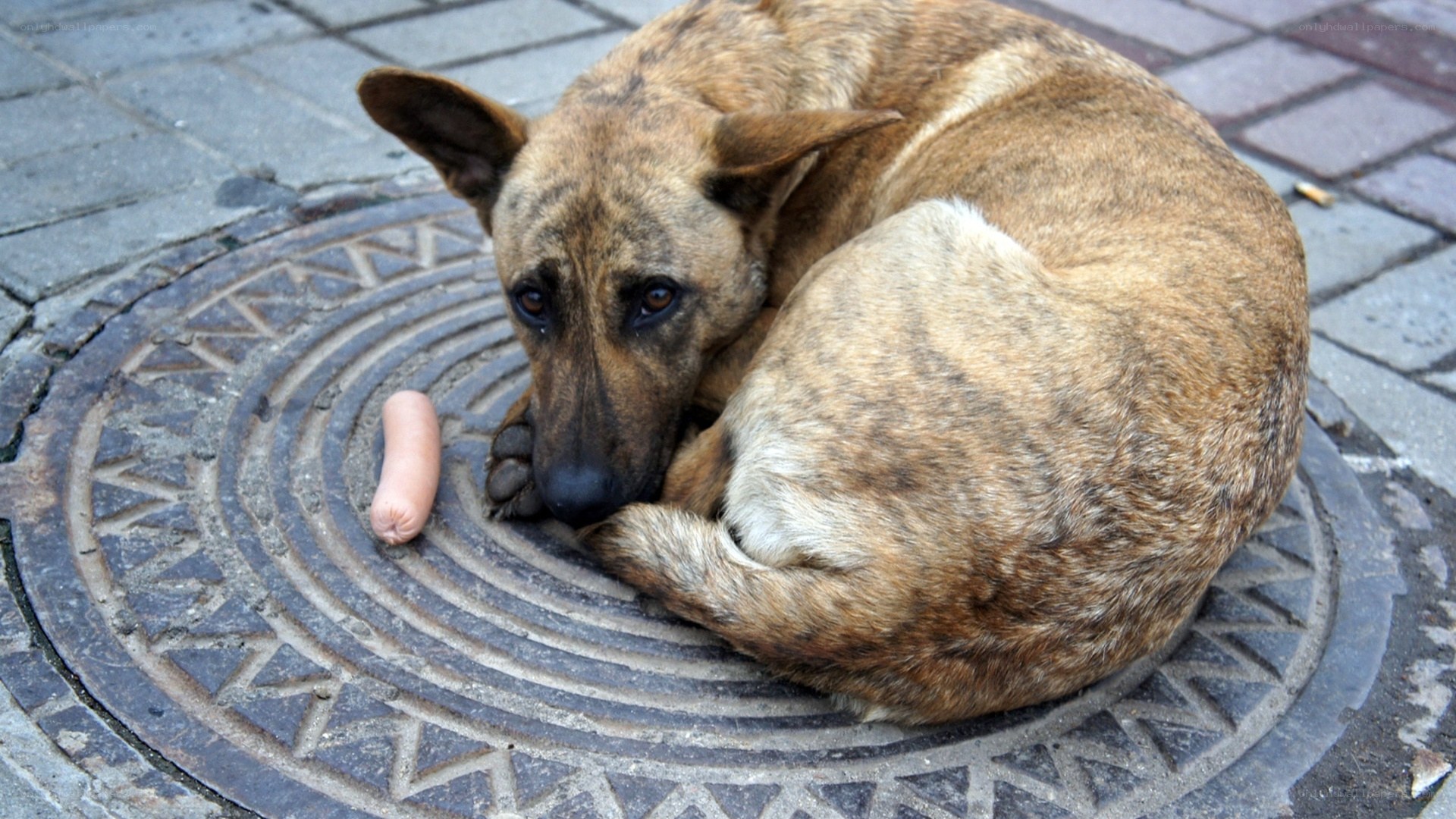 dog on manhole cover