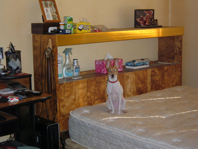 Dog on Mattress