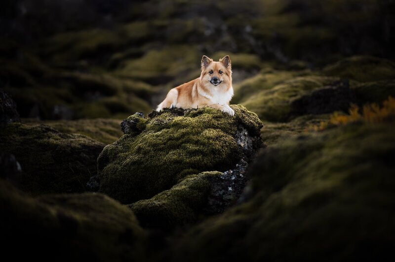 Dog on Mossy Rock