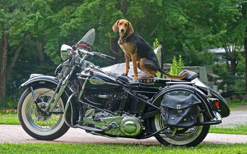 Dog on Motorcycle — Black, Calm
