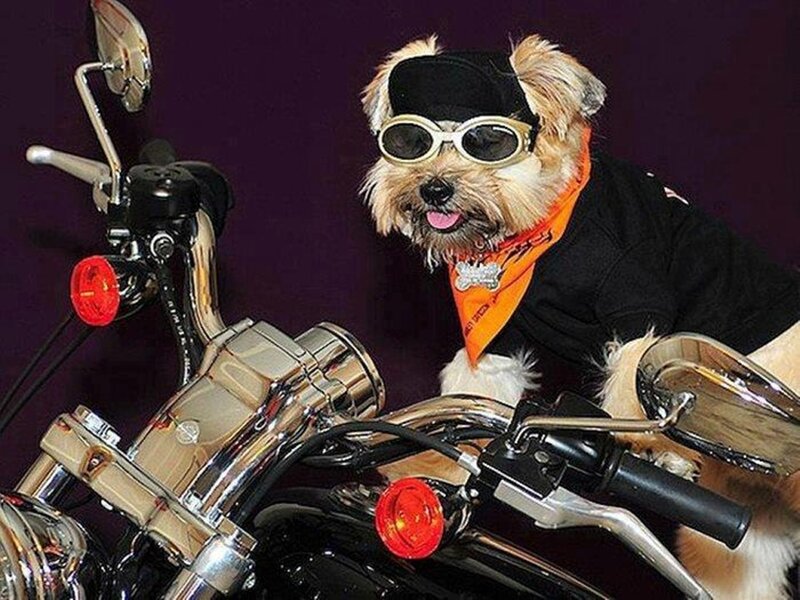 Dog on Motorcycle — Black